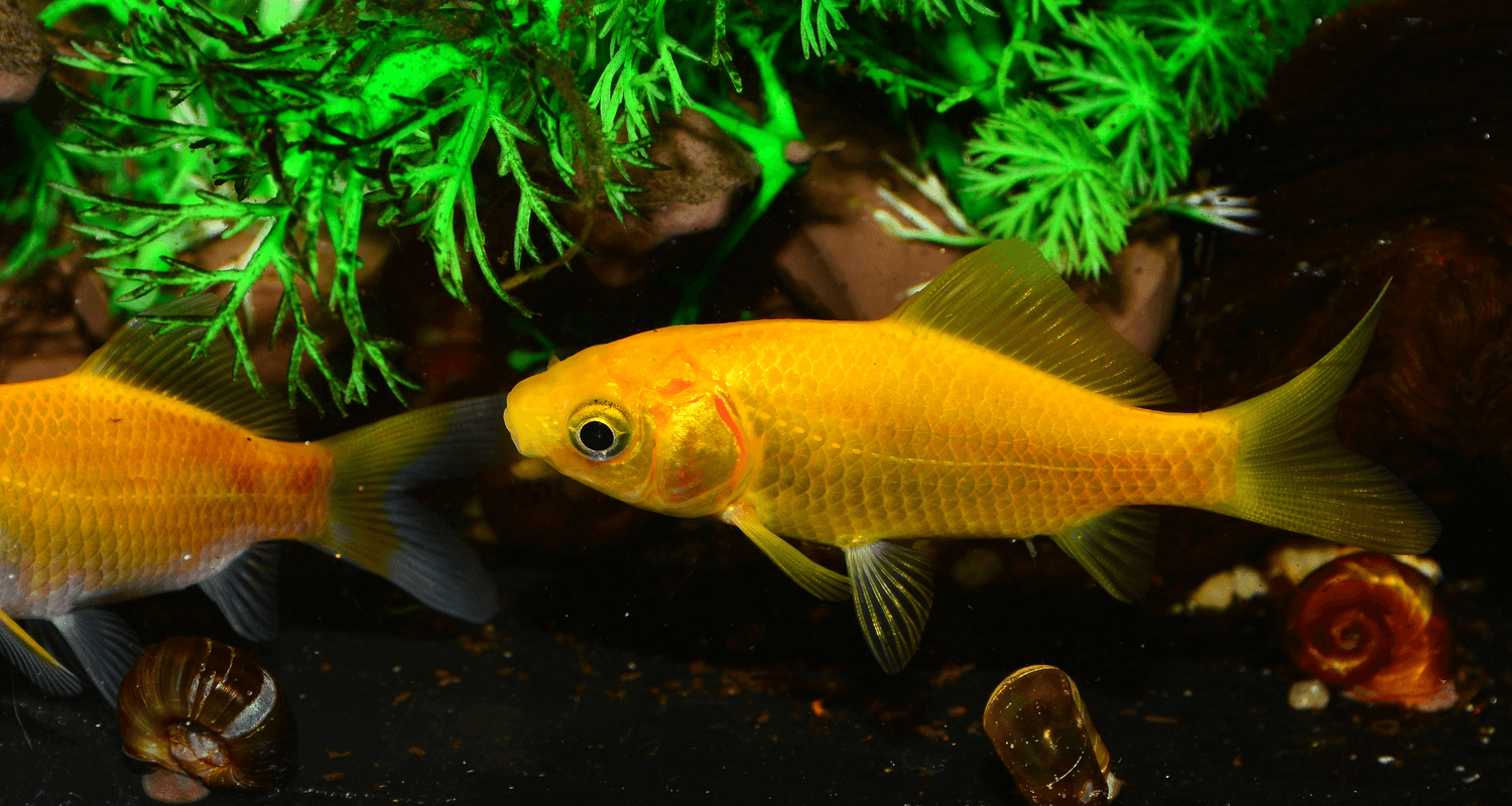 Carassius auratus poisson jaune