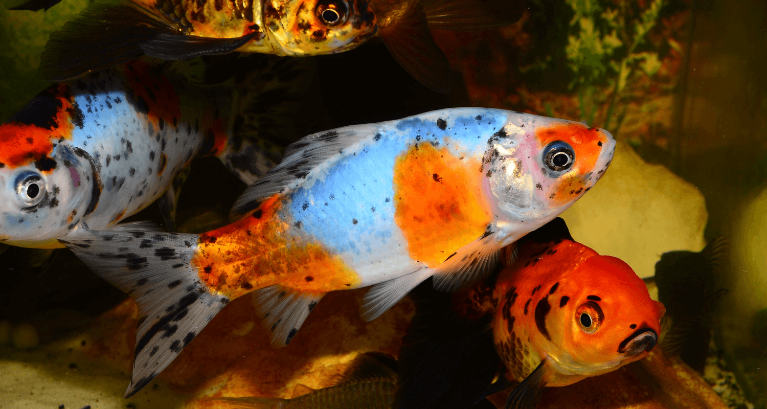 Carassius auratus Shubunkin