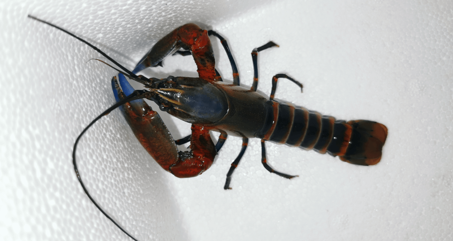 Cherax peknyi red fire claw