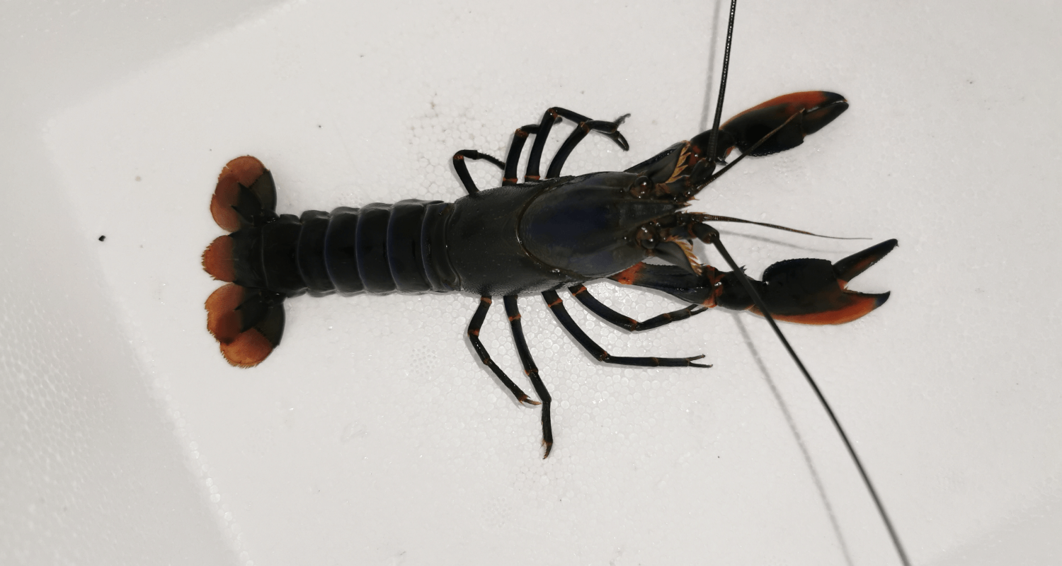 Cherax alyciae black kong