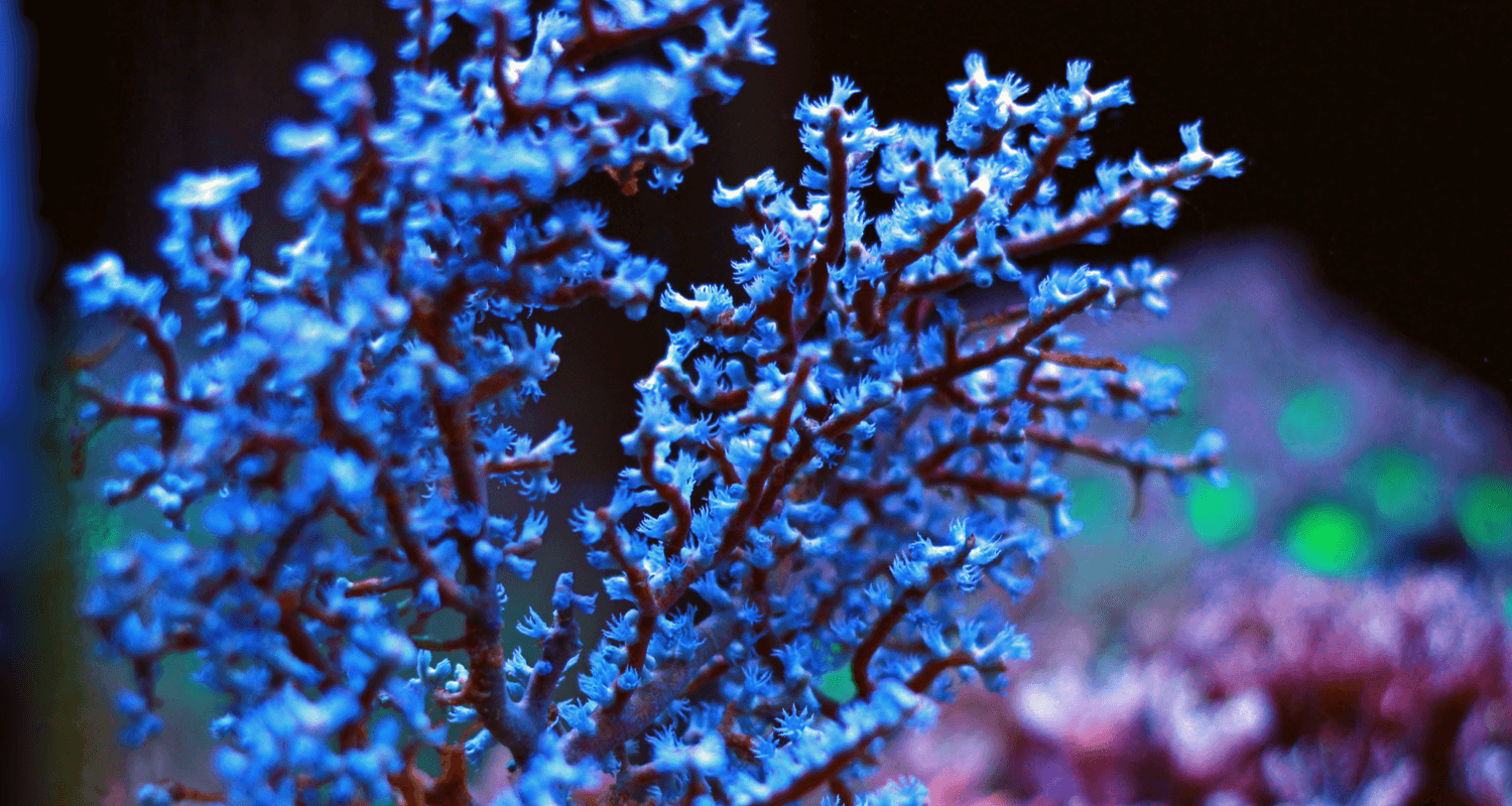 Gorgonia sp. blue berry blueberry