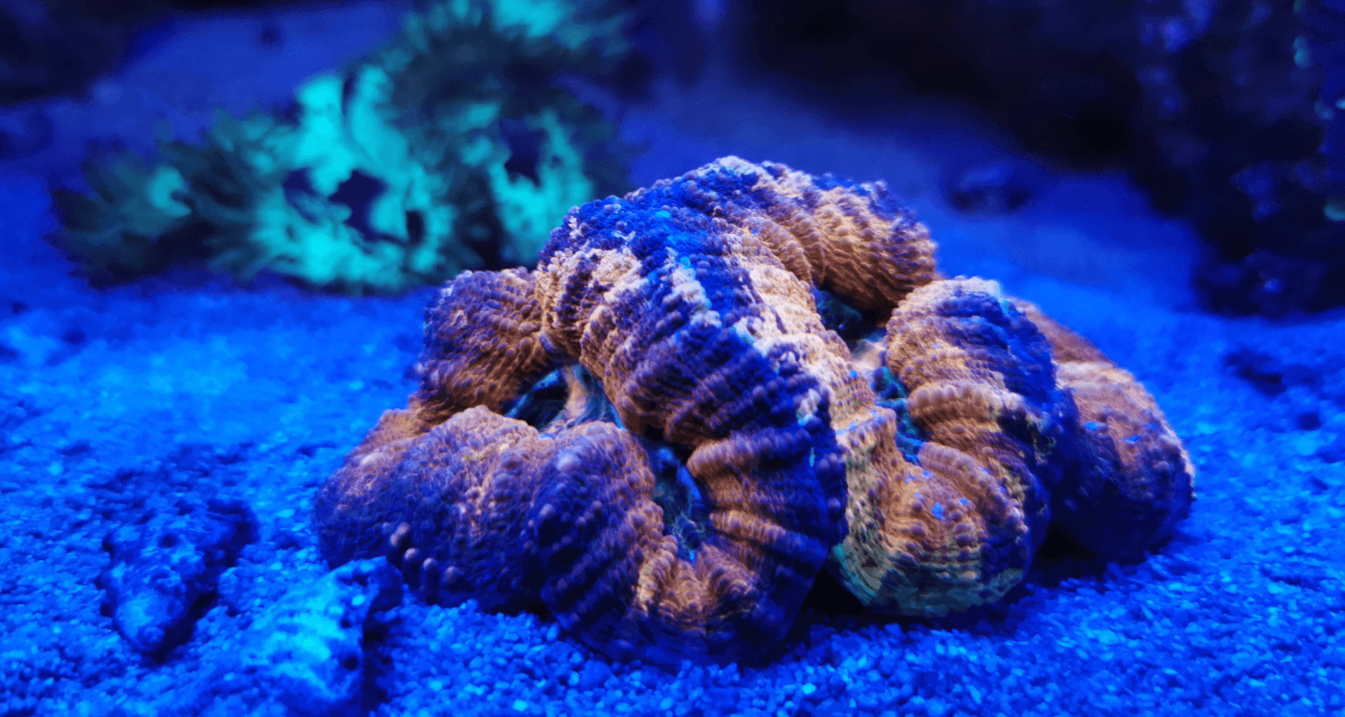 Lobophyllia sp. orange ultra