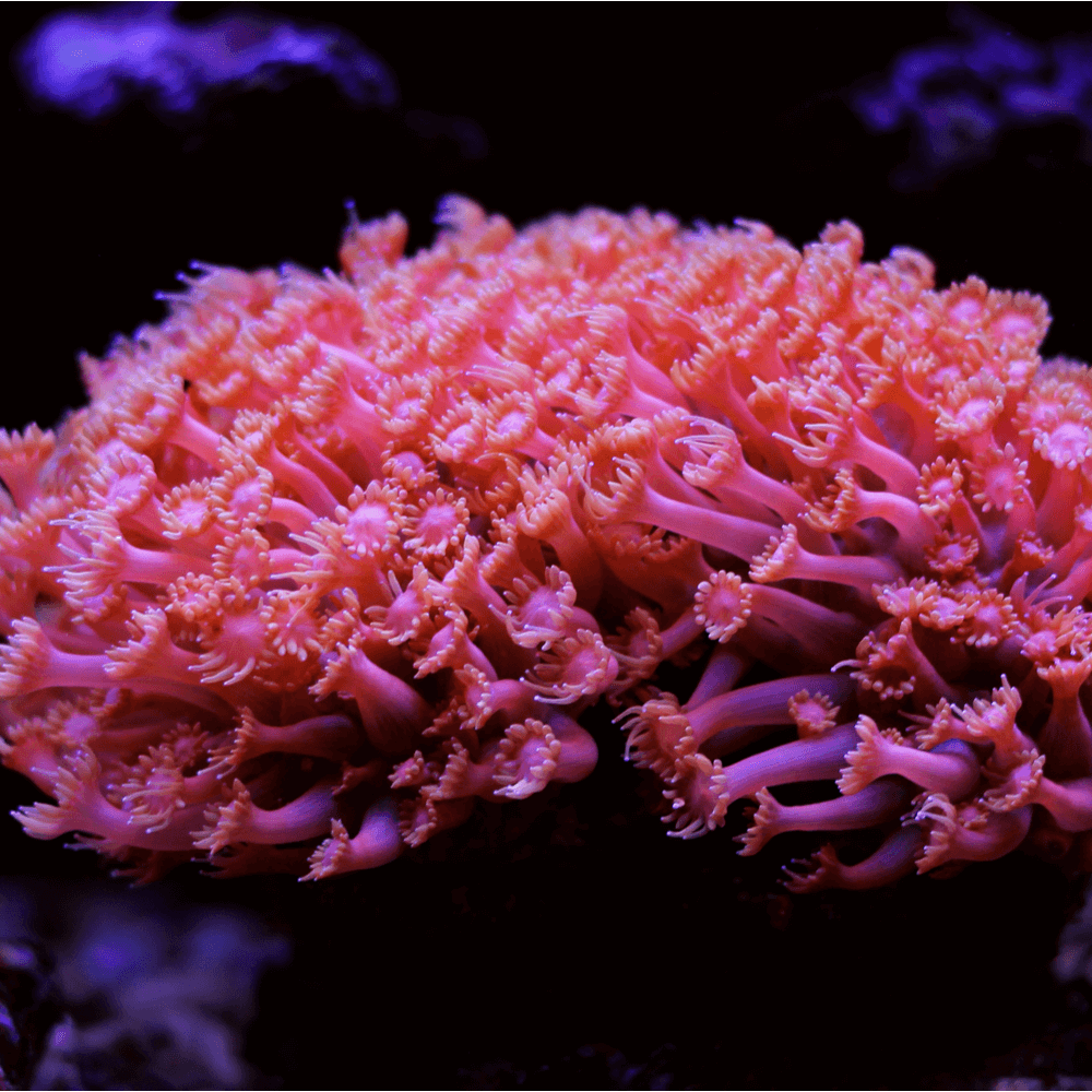 Goniopora sp. Red