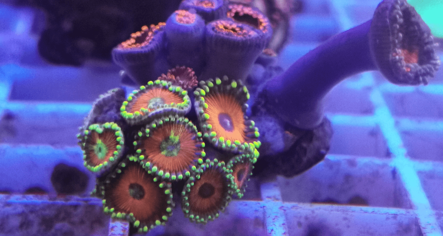 Zoanthus colonie mix color frag xs