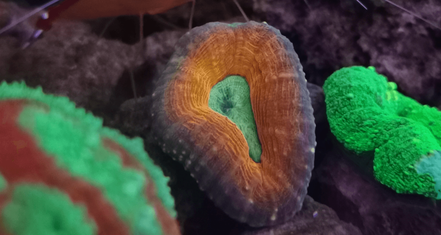 Lobophyllia sp. Tricolor