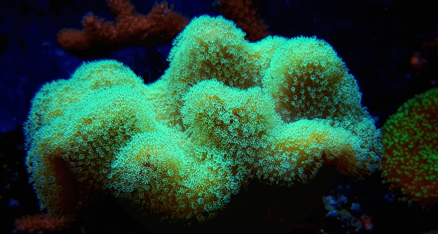 Sarcophyton sp. Metallic green