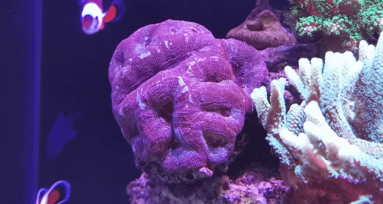 Acanthastrea bowerbanki red colonie