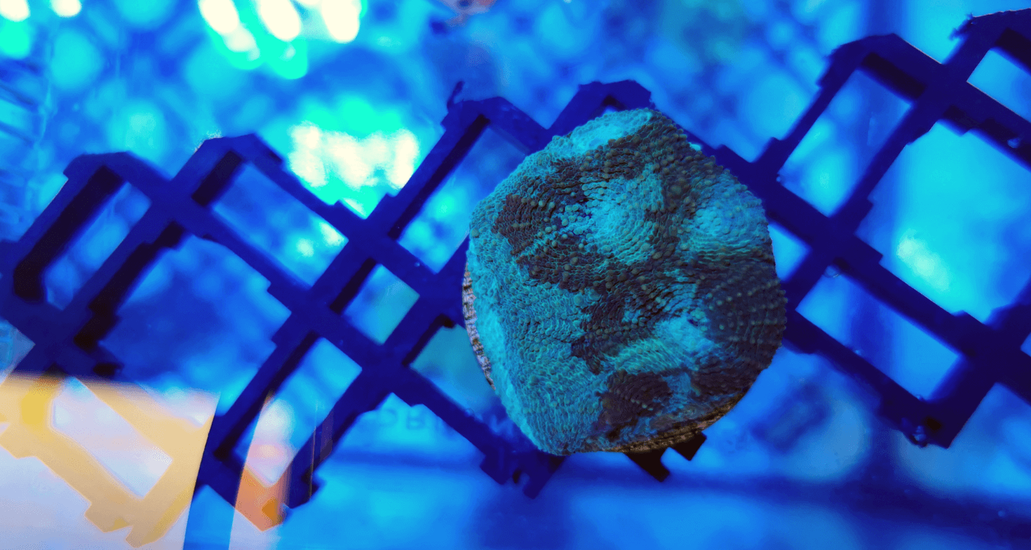 Acanthastrea echinata green marble vert marbré