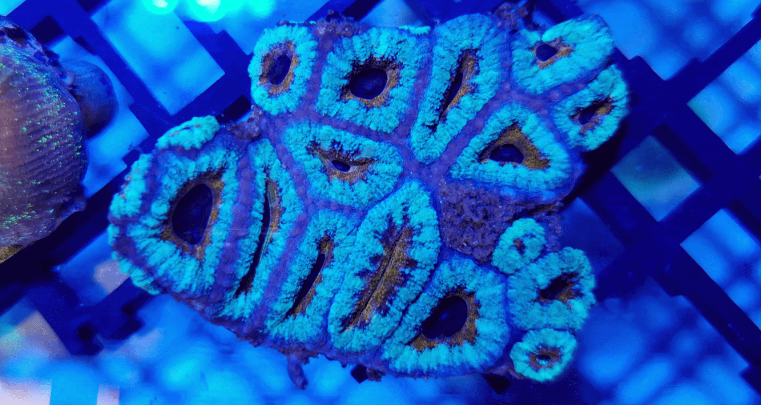 Acanthastrea sp. Blue orange