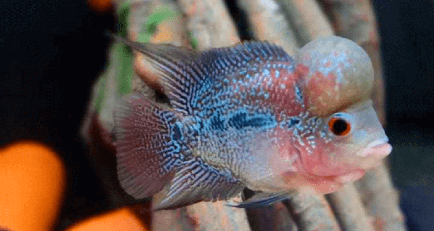 Flowerhorn flower horn