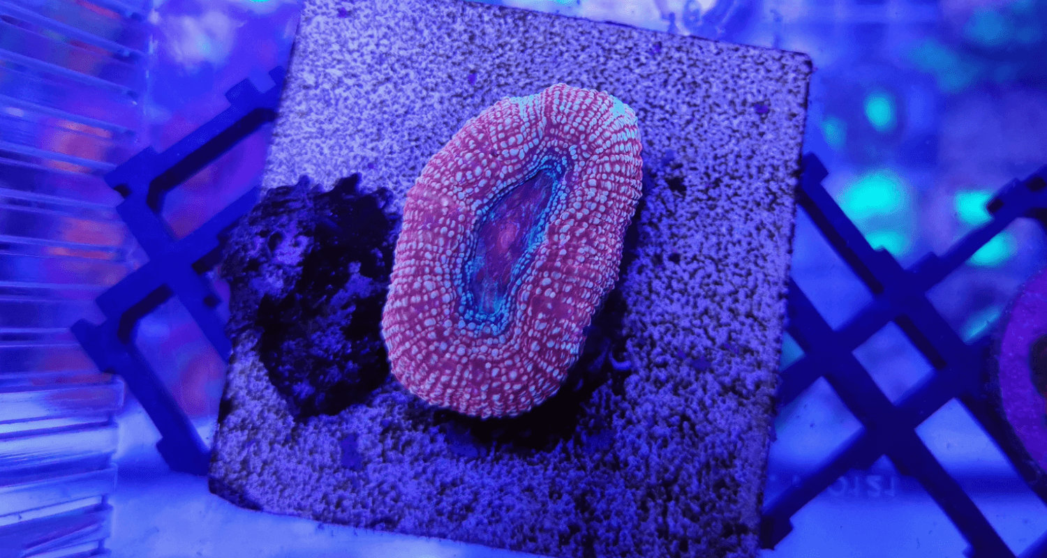 Acanthastrea bowerbanki ultra orange