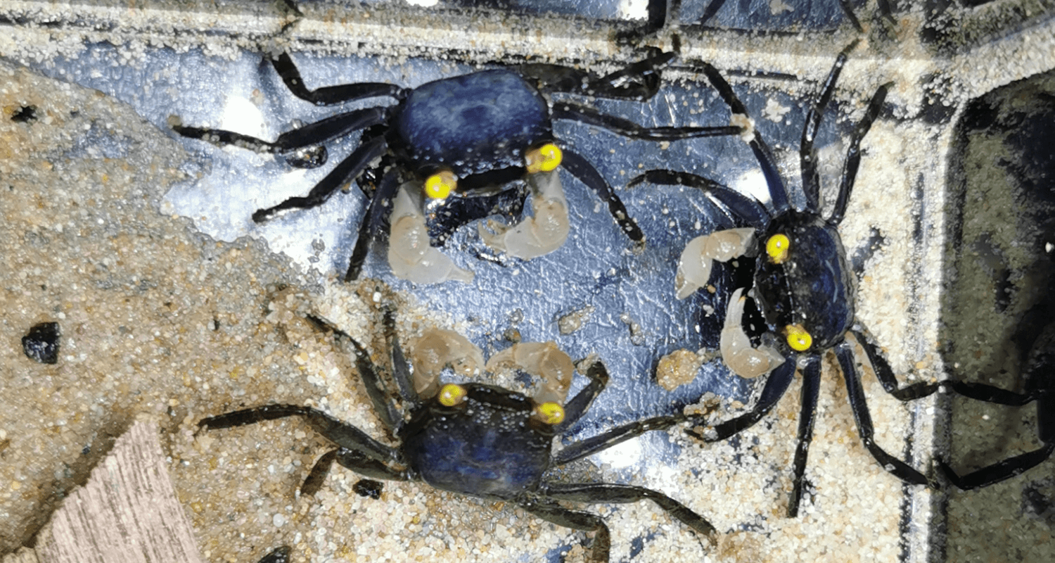 Geosesarma sp. Yellow eyes vampire black