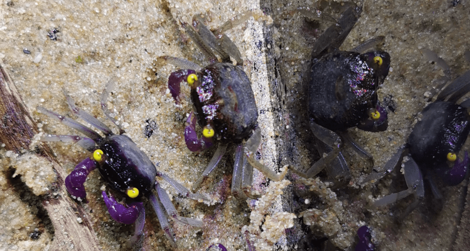 Geosesarma sp. Vampire white legs