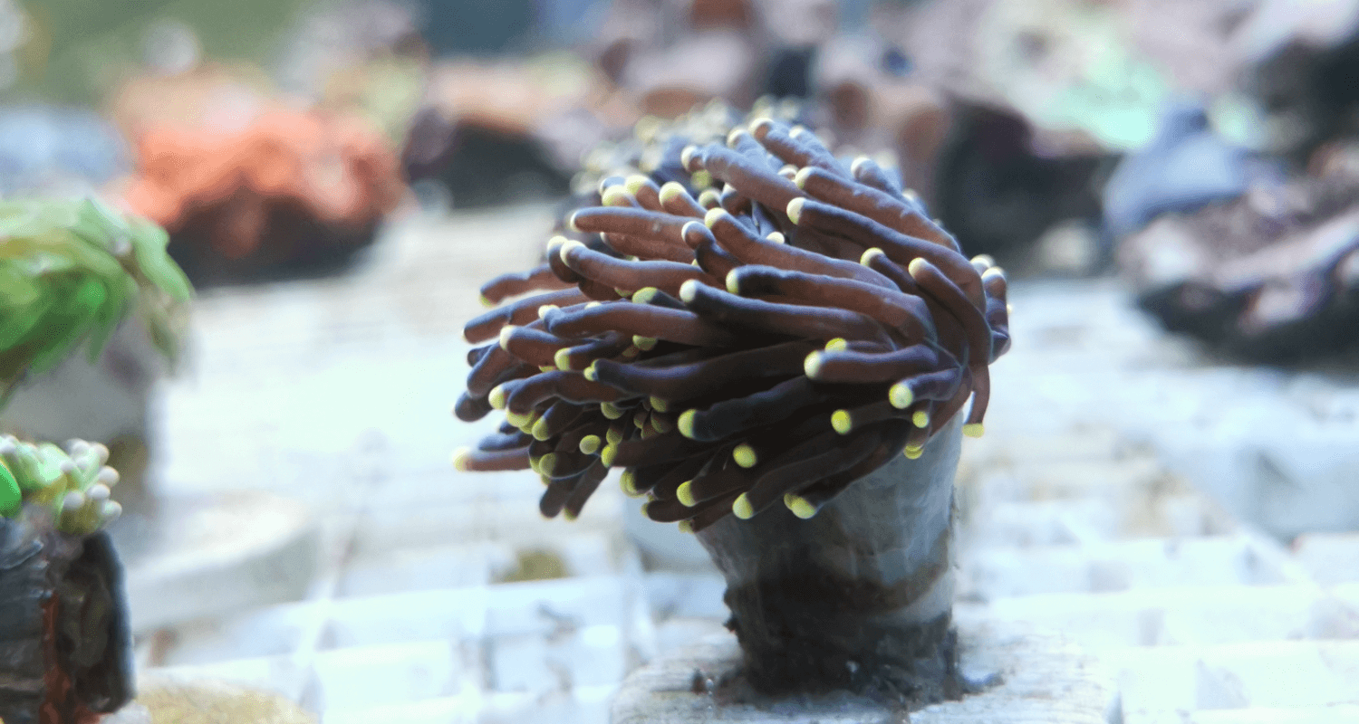 Euphyllia glabrescens yellow tips pointes jaunes