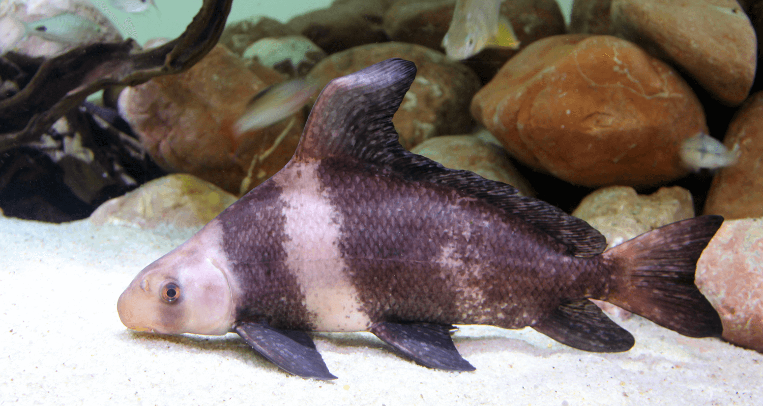 Myxocyprinus asiaticus empereur de chine