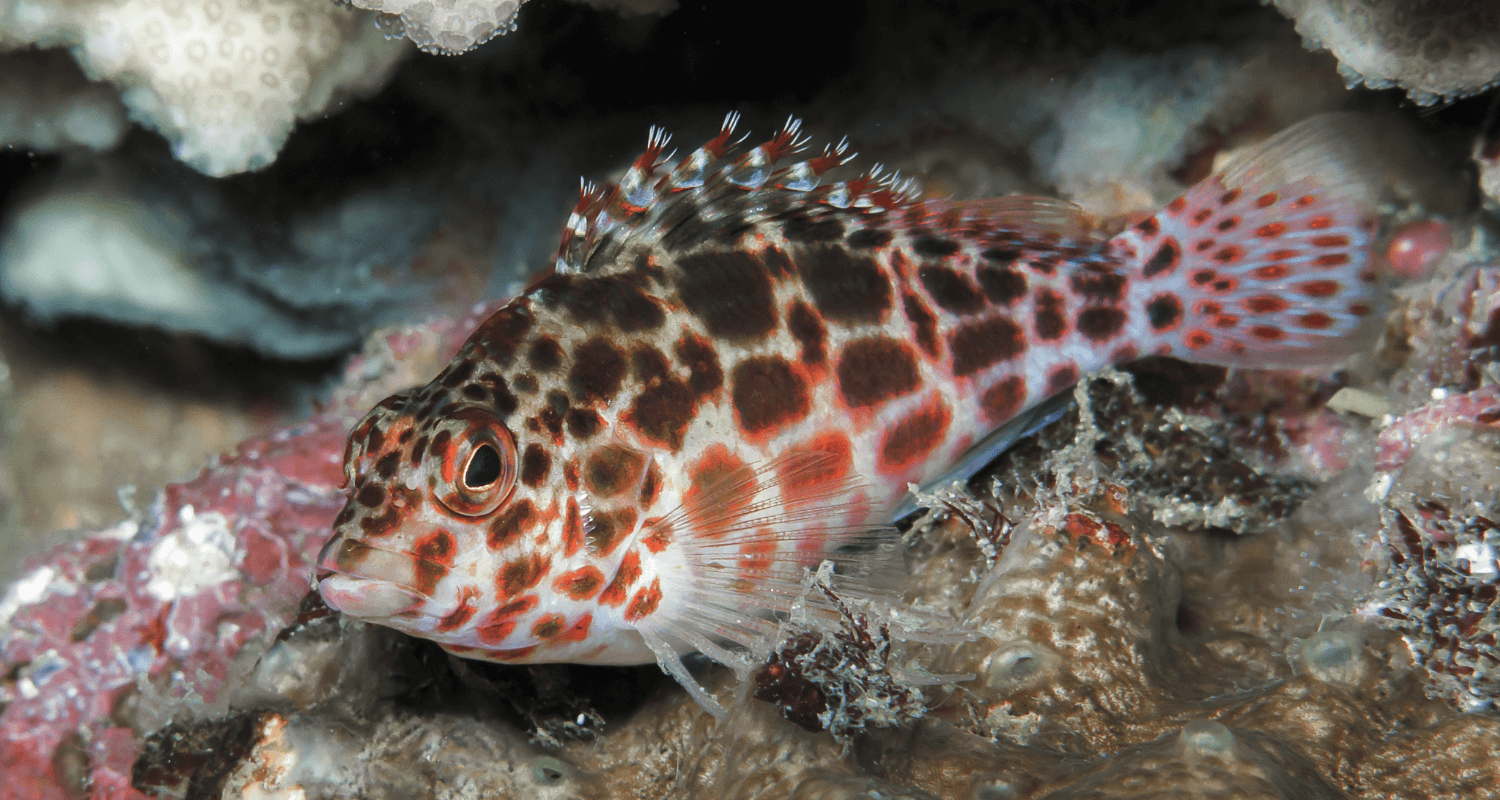 Cirrhitichthys oxycephalus - poisson faucon