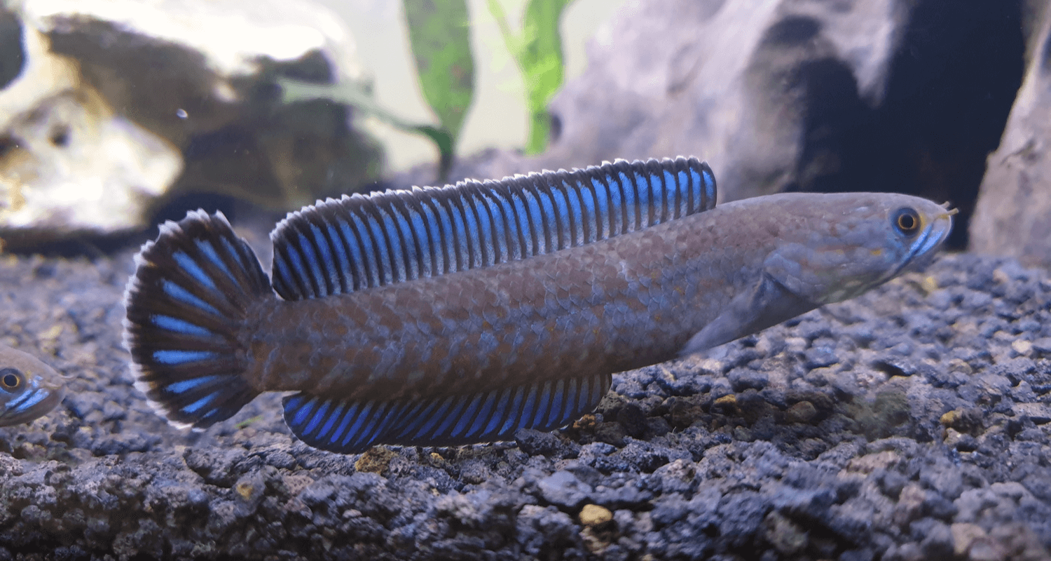 Channa andrao poisson à tête de serpent