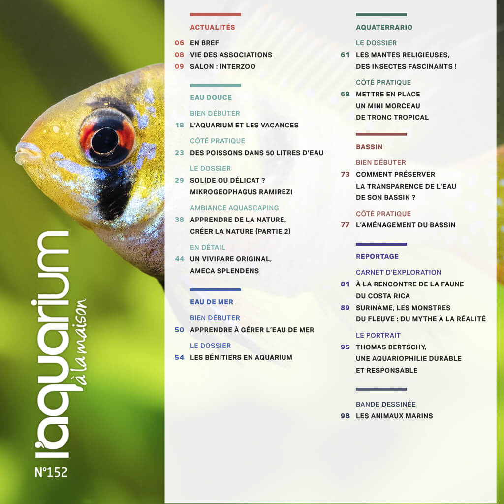 Magazine L'aquarium à la maison n° 152 - Juillet / Août 2022. Aquariophilie d'eau douce et d'eau de mer, bassin et aquaterrariophilie. Précommande, dispo à partir du 13 juillet environ Sommaire de ce numéro Actualités  06 : En bref  08 : Vie des Associations  09 : Salon : Interzoo  Eau douce  18 : Bien débuter - L’aquarium et les vacances  23 : Côté pratique - Des poissons dans 50 litres d’eau  29 : Le dossier - Solide ou délicat ? Mikrogeophagus ramirezi  38 : Ambiance aquascaping - Apprendre de la nature, créer la nature (partie 2)  44 : En détail - Un vivipare original, Ameca splendens  Eau de mer  50 : Bien débuter - Apprendre à gérer l’eau de mer  54 : Le dossier - Les bénitiers en aquarium  Aquaterrario  61 : Le dossier - Les mantes religieuses, des insectes fascinants !  68 : Côté pratique - Mettre en place un mini morceau de tronc tropical  Bassin  73 : Bien débuter - Comment préserver la transparence de l’eau de son bassin ?  77 : Côté pratique - L’aménagement du bassin  Reportage  81 : Carnet d’exploration - À la rencontre de la faune du Costa Rica  89 : Carnet d'exploration - Suriname, les monstres du fleuve : du mythe à la réalité  95 : Le portrait - Thomas Bertschy, une aquariophilie durable et responsable  98 : Bande dessinée - Les animaux marins