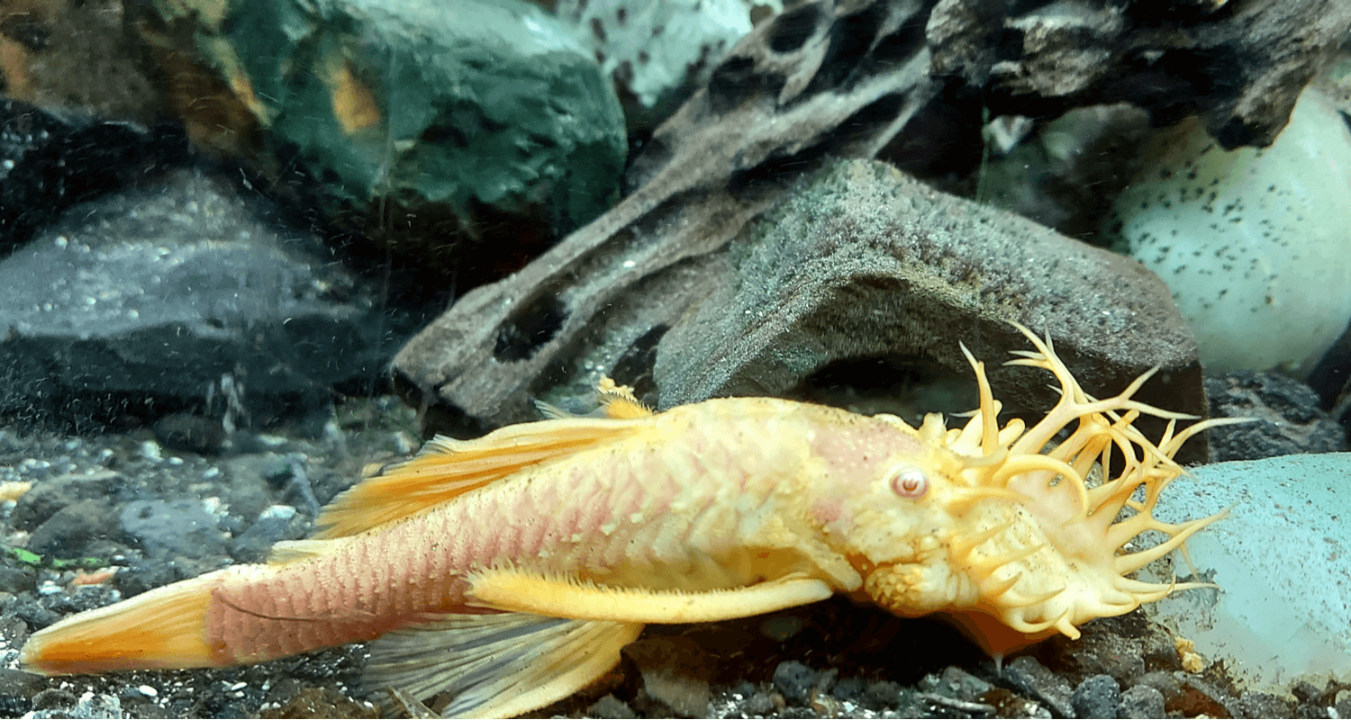 Ancistrus gold albinos