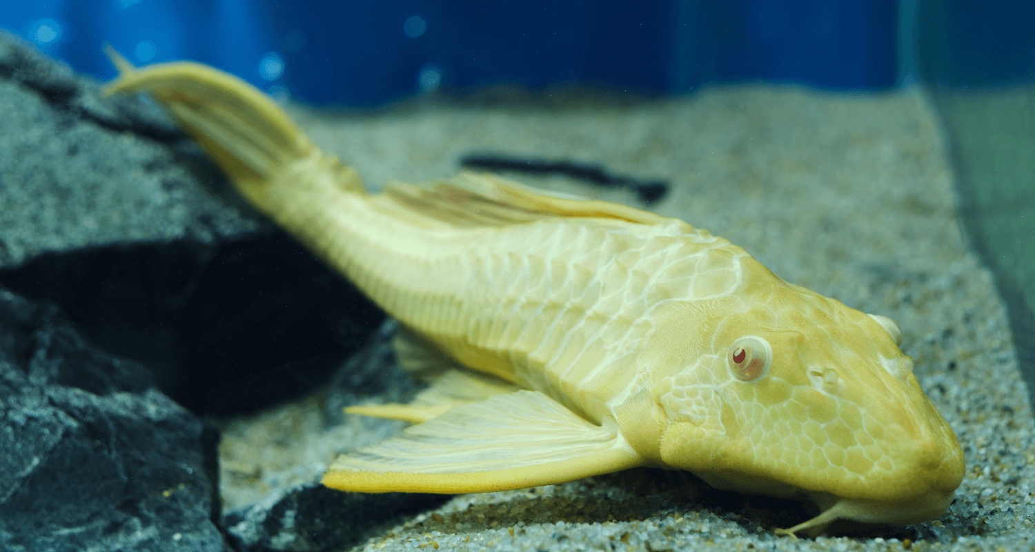 Pterygoplichthys gibbiceps albinos