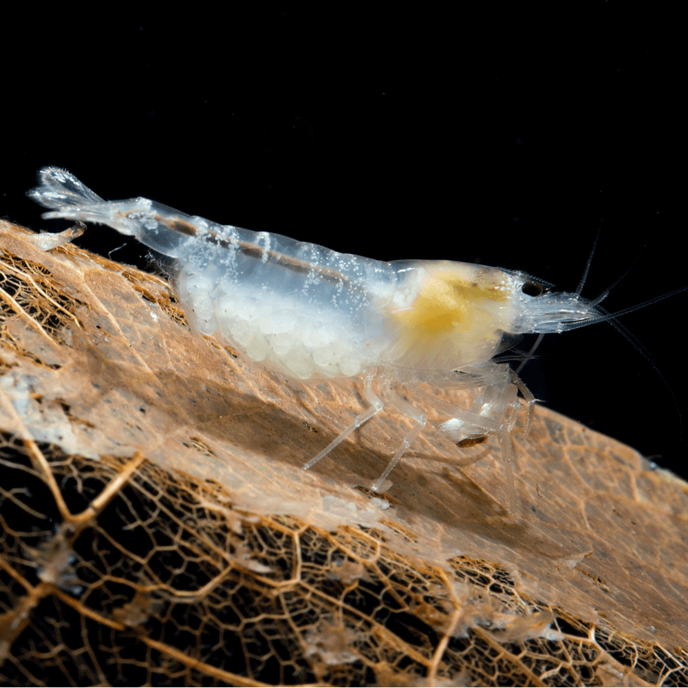 Neocaridina palmata White Pearl