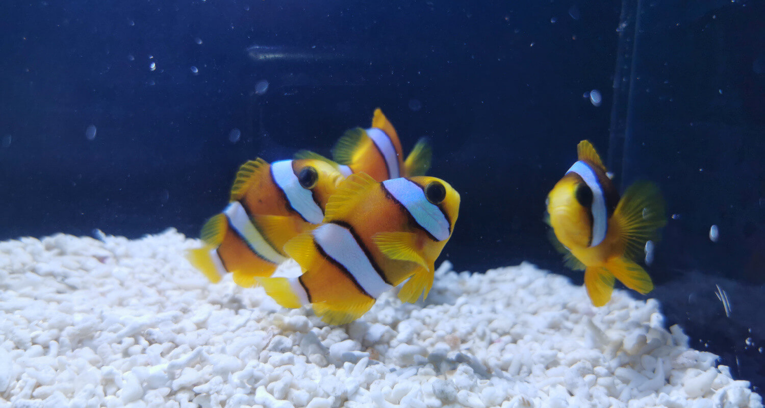 Amphiprion clarkii - AU COEUR DU POISSON