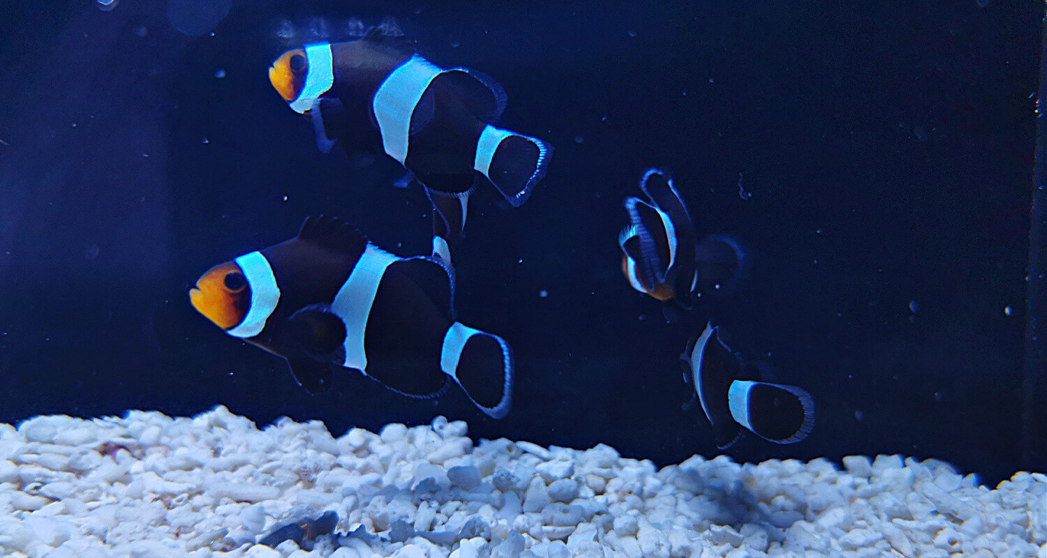 Amphiprion darwini elevage au coeur du poisson