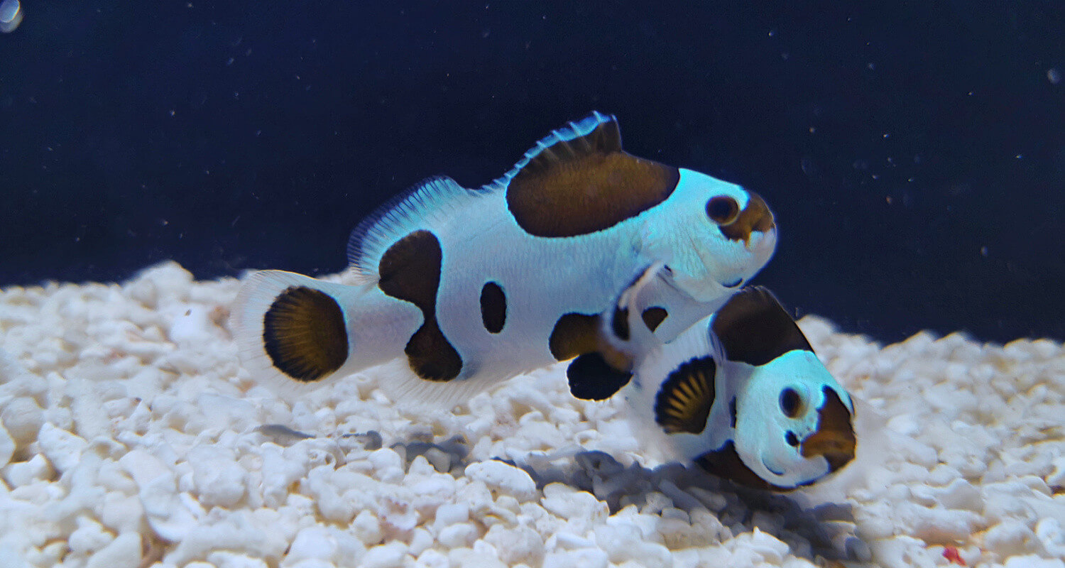 Amphiprion ocellaris mocha storm elevage france au coeur du poisson