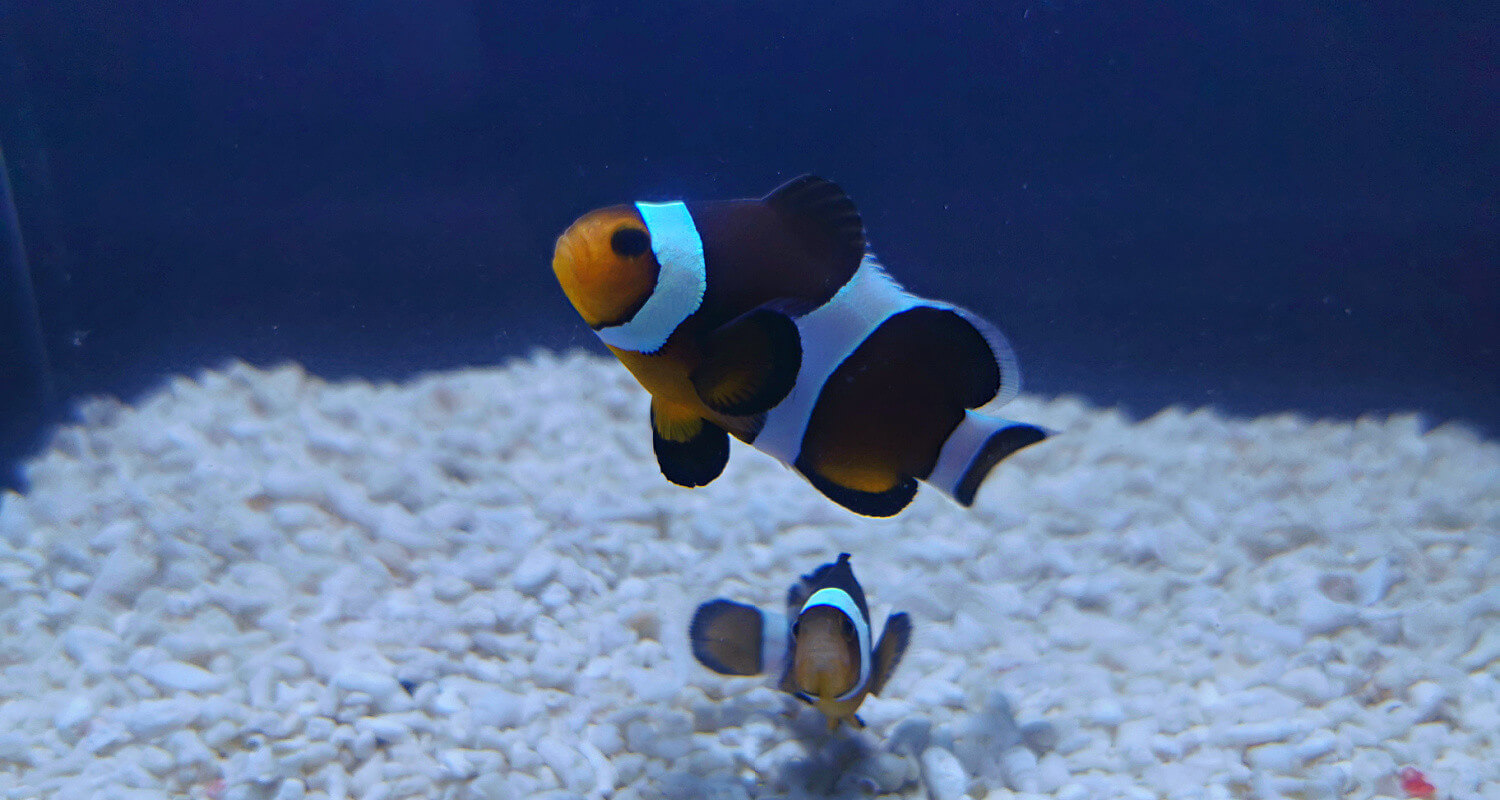 Amphiprion ocellaris mocha élevage france au coeur du poisson