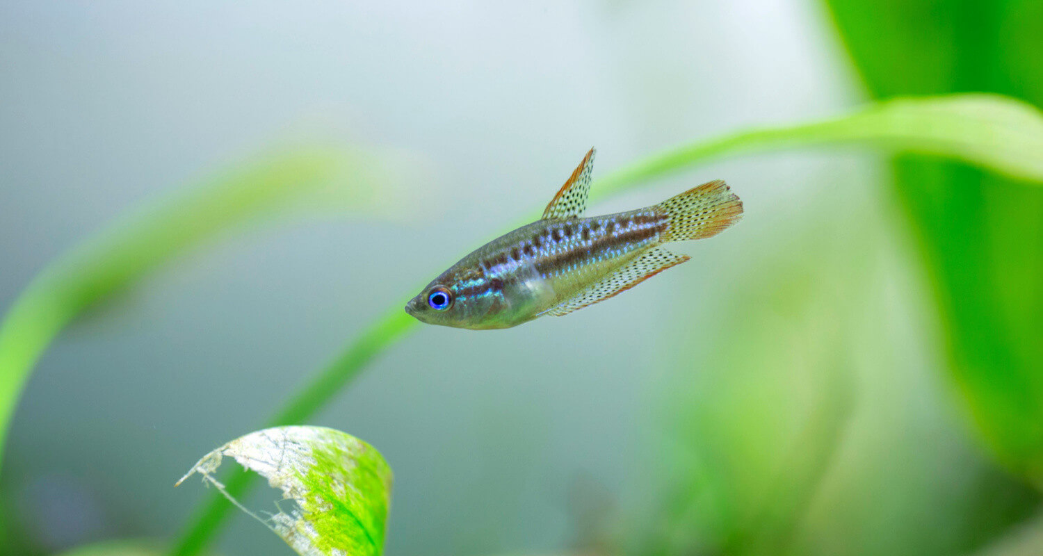 Trichopsis pumila gourami grogneur nain