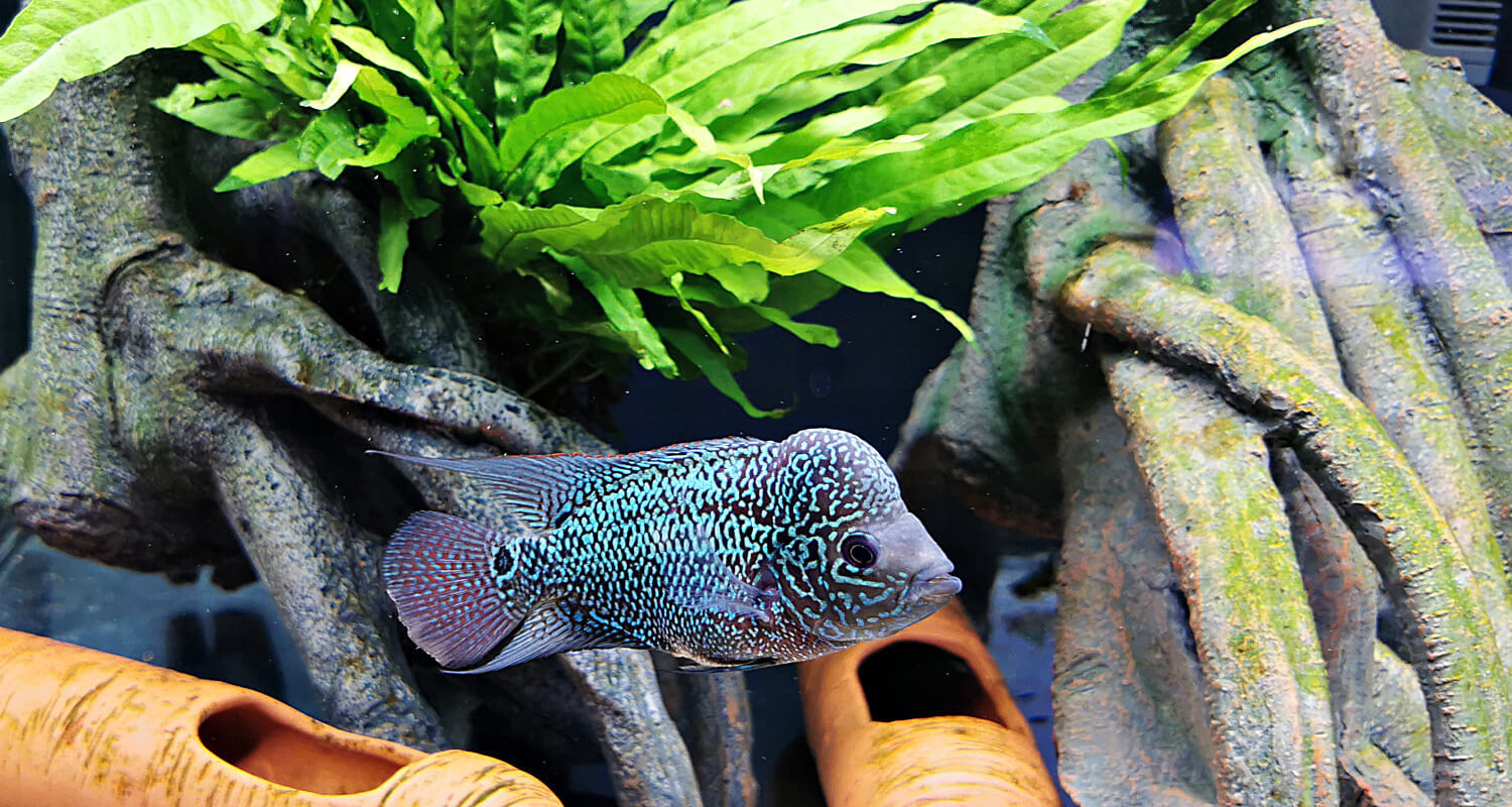 Cichlasoma sp. Flowerhorn