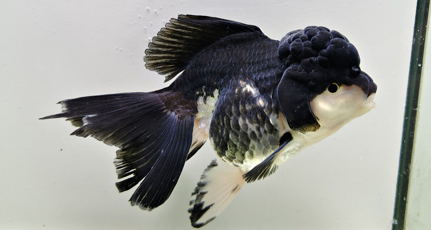 Oranda Panda Black Tête de lion Wysiwyg06 Aquaplante