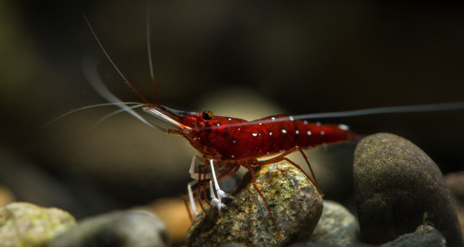 Caridina dennerli - Crevette cardinal de Sulawesi