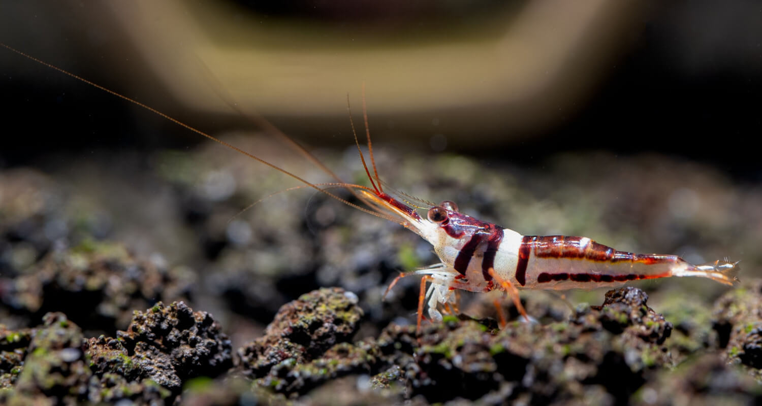 Caridina woltereckae crvetet arlequin de sulawesi