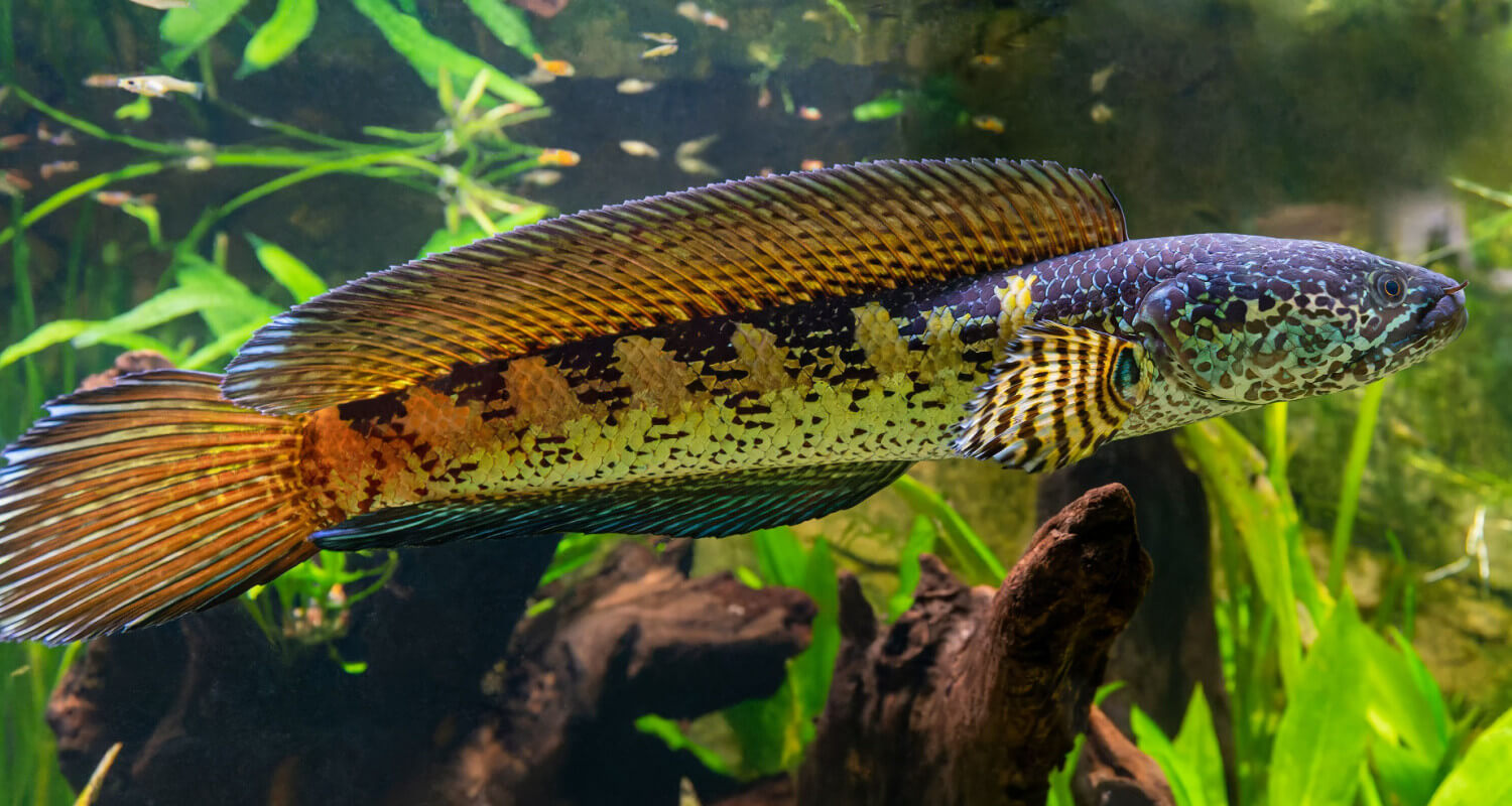 Channa aurantimaculata - poisson à tête de serpent