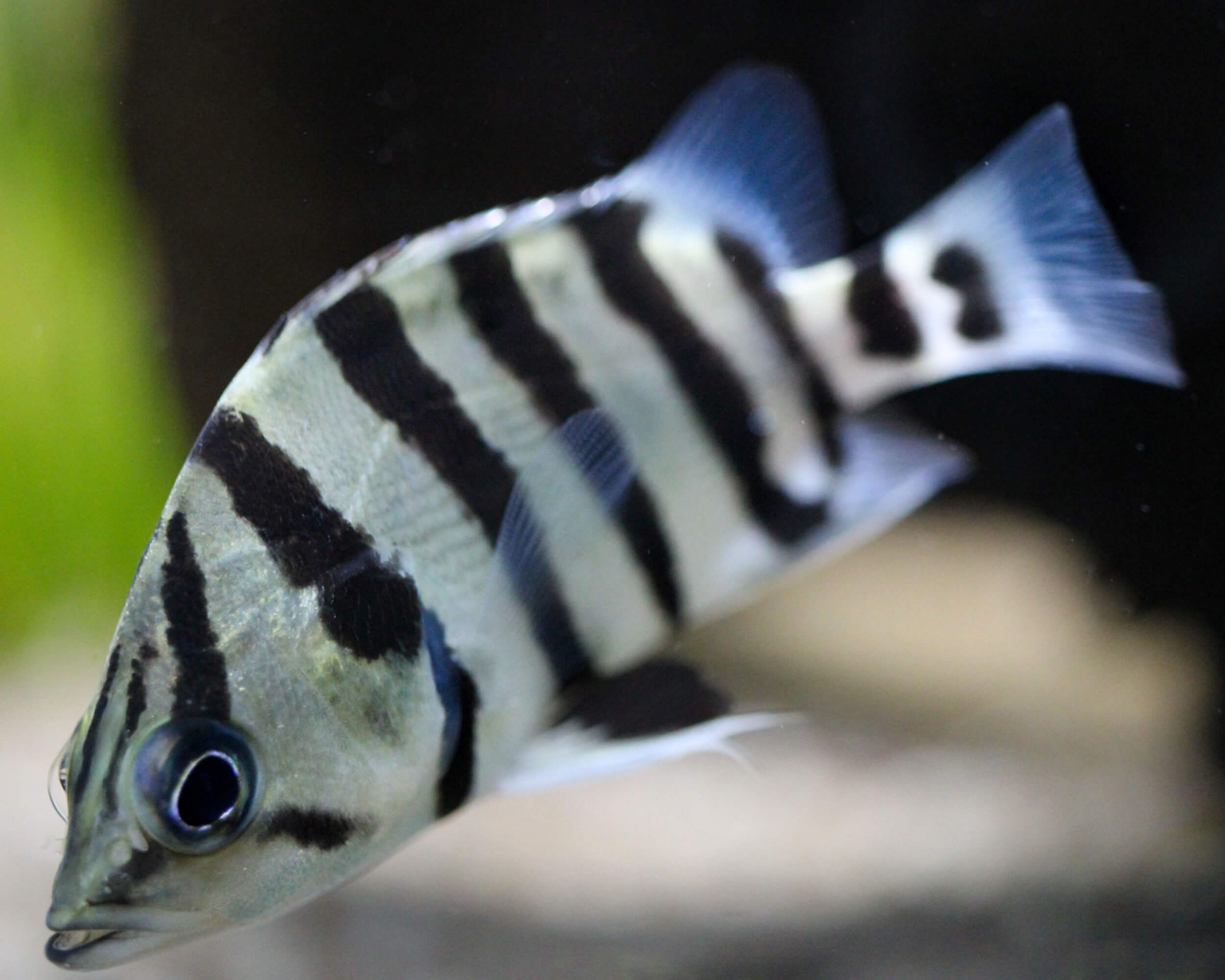 datnioides quadrifasciatus poisson tigre à quatre bandes