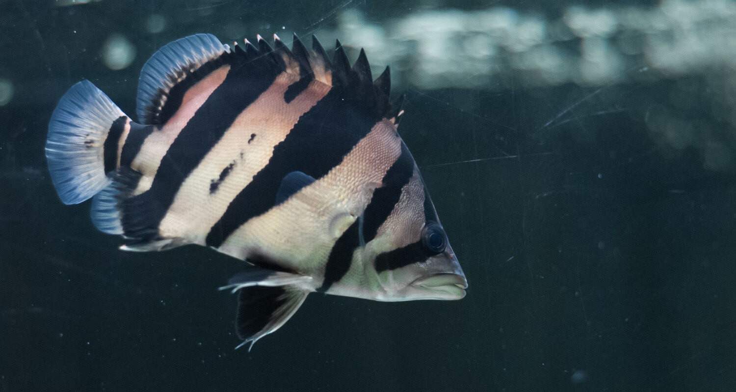 Datnioides microlepis - poisson tigre indonésien