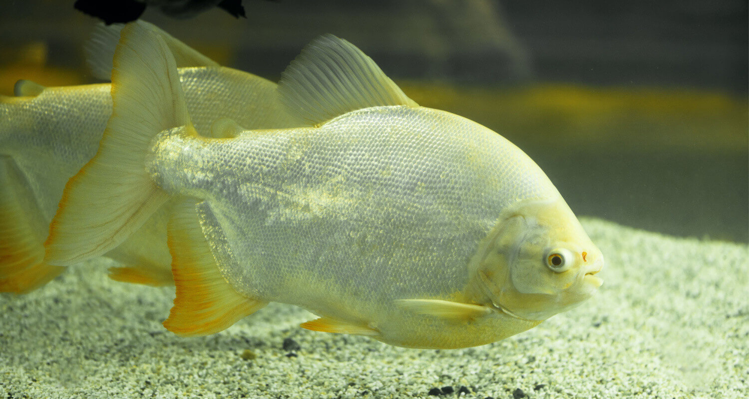 Piaractus brachypomus albinos pacu albinos