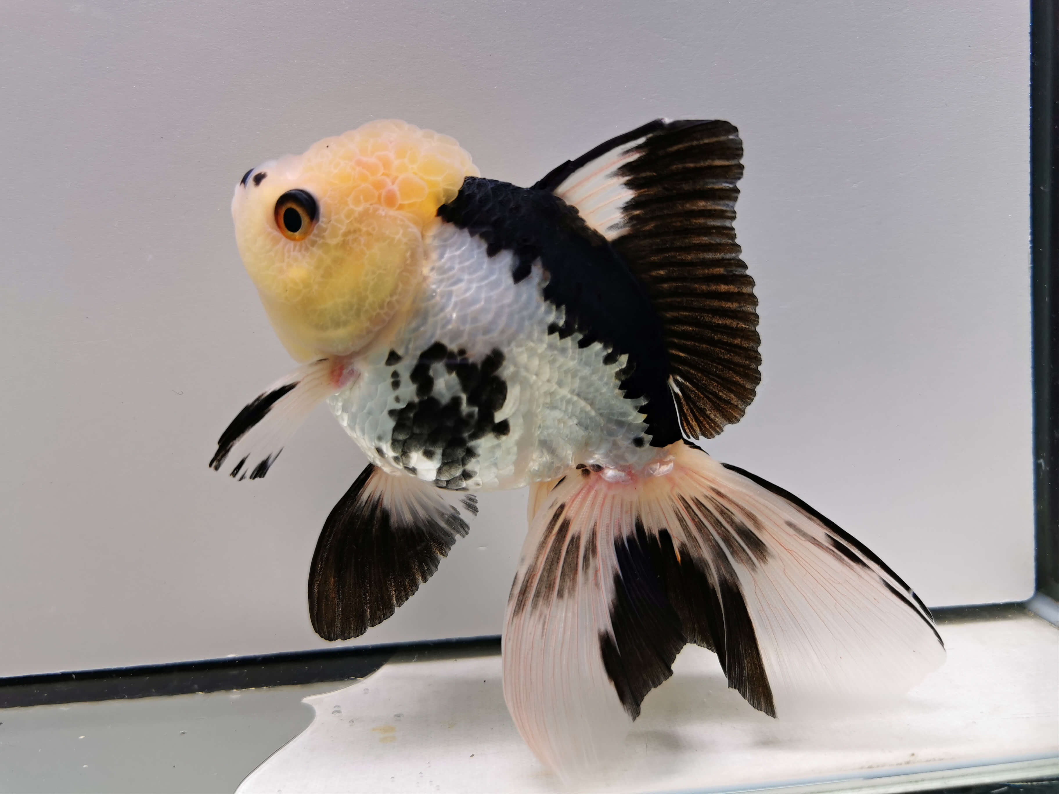 oranda panda black - tête de lion poisson japonais