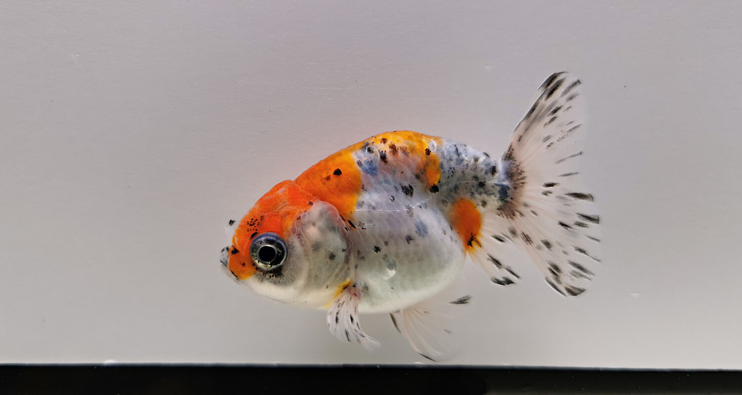 ranchu calico poisson japonais poisson oeuf poisson tête de buffle