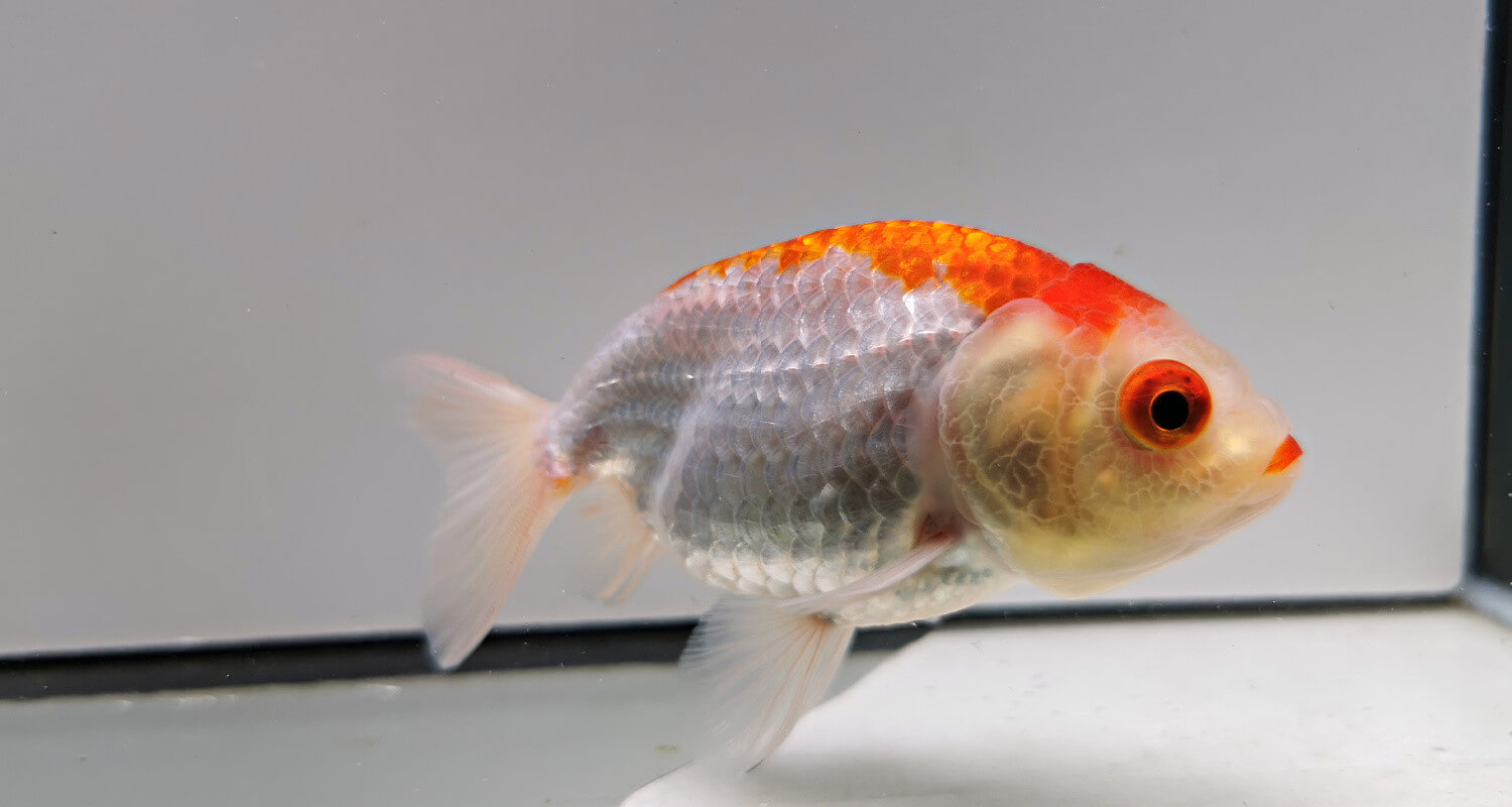 Ranchu red and white poisson japonais