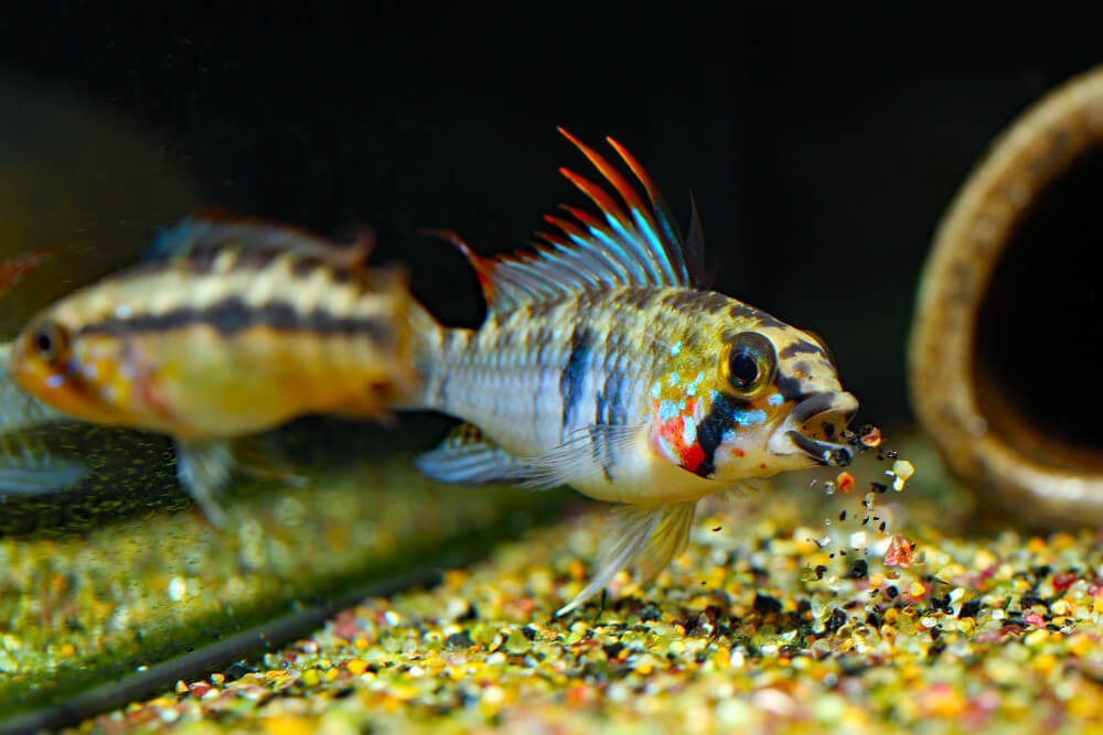 Apistogramma D39