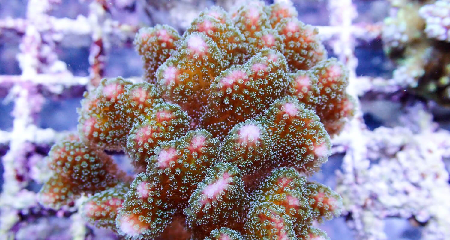 Pocillopora bicolor