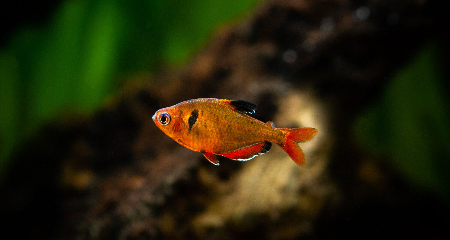 Hyphessobrycon eques hyphessobrycon serpae tetra joyau tetra sang