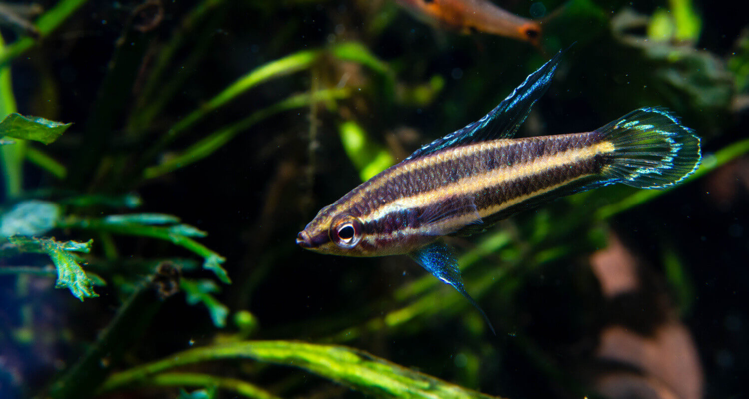 Parosphromenus deissneri gourami reglisse