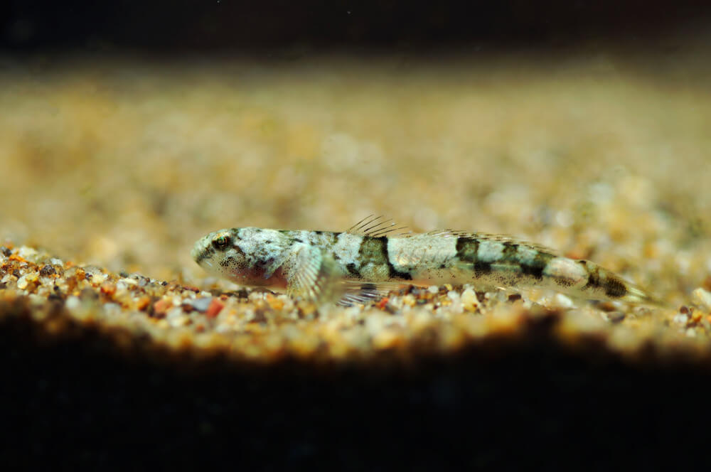 Schismatogobius ampluvinculus