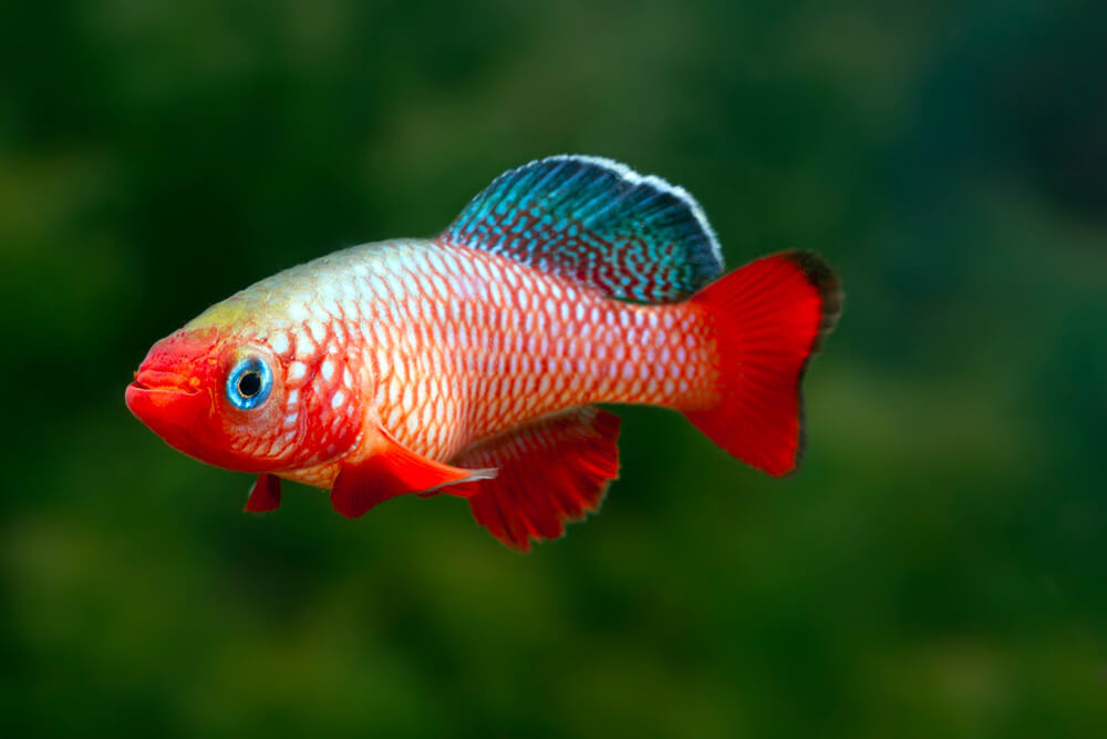 Nothobranchius korthausae red