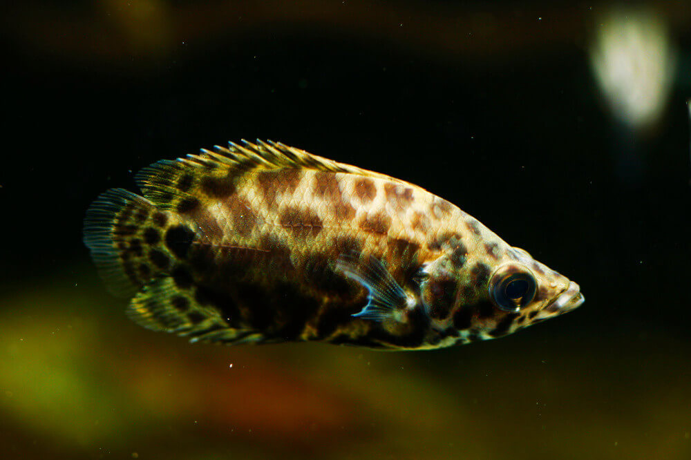 Ctenopoma acutirostre poisson d'aquarium