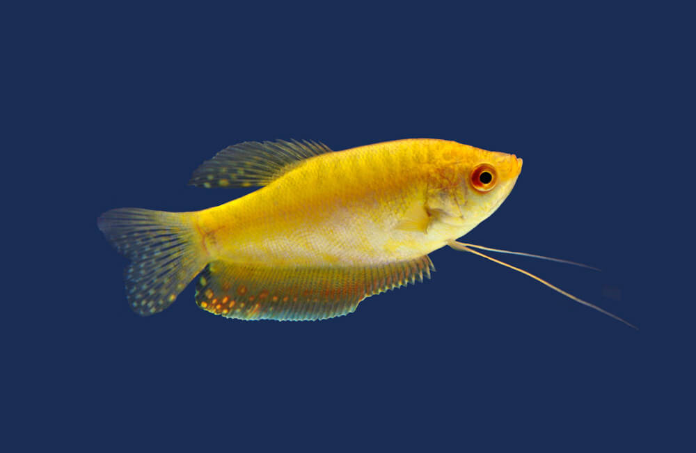 Gourami Gold