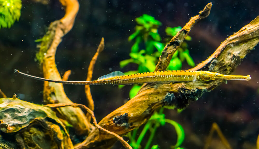 Doryichthys martensii - syngnathe d'eau douce